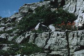 Rock garden at Top of the World Provincial Park