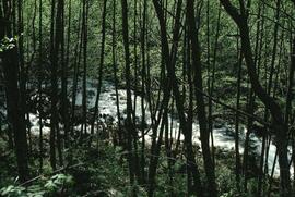 Creek on the Marion and Phyllis Lake Trail