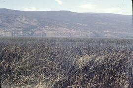 Marsh on Okanagan Lake