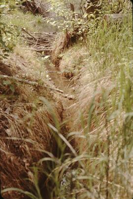 Beaver trenches at Stein Valley