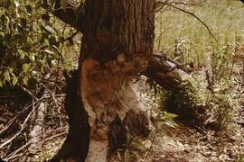 Cottonwood tree half chewed by beaver