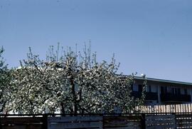 Apple blossom in Kelowna