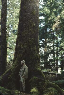 Don Benn and large tree in the Yakoun River Valley