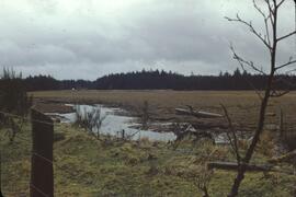 Mudded farm flats near Tlell River
