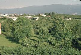 Orchards and houses in Lakeview Heights
