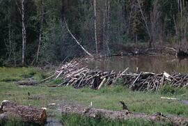 Beaver dam near Hazelton