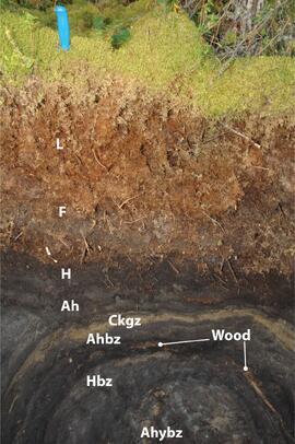 BC12-08 soil profile (annotated)
