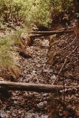 Beaver trenches at Stein Valley