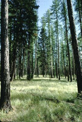 Larch pinegrass stand at China Creek