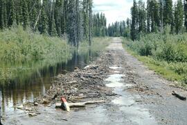 Beaver construction in the Morice River