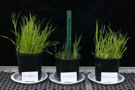 Plants in UNBC Enhanced Forestry Lab