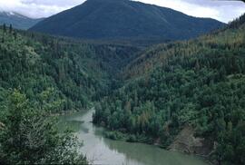 Larch sawfly damage at Pend-d'Oreille