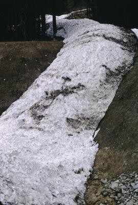 Former snow avalanche deposit, Rogers Pass