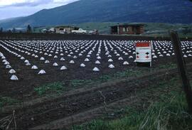 Tree nursery, Yankee Flats