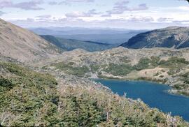 Lake and stunted trees at Mr. Cronin