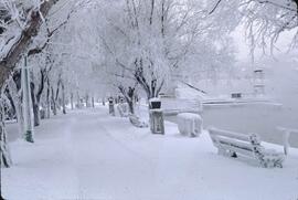 Winter frost cover in Kelowna City Park