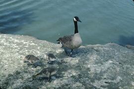 Canada goose and goslings at George C. Reifel Migratory Bird Sanctuary