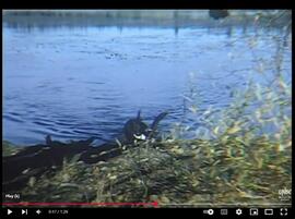 Fish Caught Under Ice, Dog Retrieving, and White Weasel Climbing Tree
