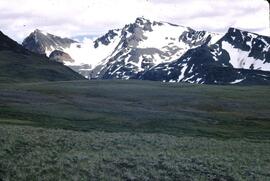 Grassy alpine in Hunter Basin, Telkwa Range