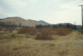 Bulldozed orchard trees in Kelowna