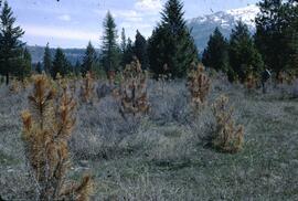 Pine tree needle blight at Kimberley