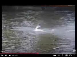 Steelhead Jumping in River Channel
