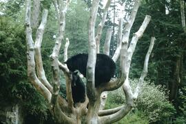 Bears at Stanley Park Zoo