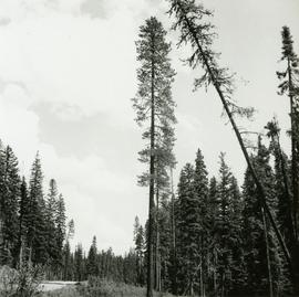 Lodgepole Pine by Main Access Road, Aleza Lake Forest Experiment Station