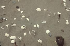 Shells on beach at Tow Hill