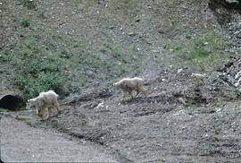 Mountain goats in Rogers Pass