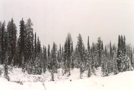 View of progress at Summit Lake Selection Trial