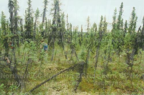 Original Digital object not accessible