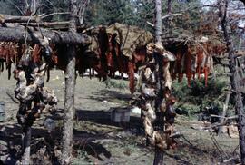 Drying fish at Chilko River