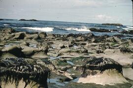 Seaweed covered rocky shoreline at Tsusiat Falls on the West Coast Trail