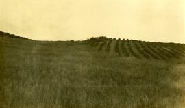 Field of oats and potatoes near Fort Fraser