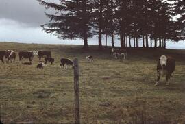 Hereford cattle grazing dunes near Tlell River