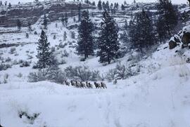 Calf bighorns on winter range at Vaseux Lake