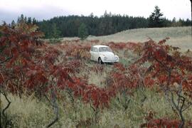 Volkswagen surrounded by sumac at Postill Lake