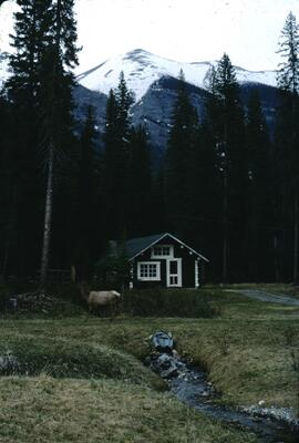 Elk and cabin in front of mountain, Kootenay Crossing