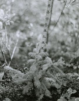 E.P. 646.1 - Buckhorn - Tree planted 1965, Fairbanks Provenance
