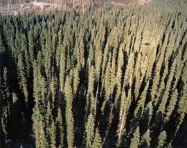 Spruce stand at Aleza Lake Research Forest