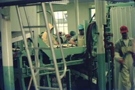 Loading fish onto conveyor at Cassiar Cannery in Port Edward