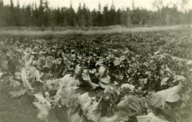 Rhubarb near Fort Fraser