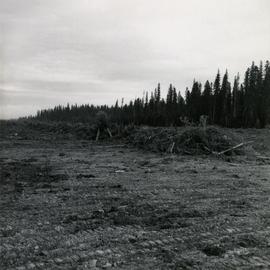 E.P. 646 Clearing at Aleza Lake for Provenance Plantation - Windrow to be burned by Ranger Staff
