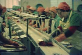 Workers cleaning fish at Cassiar Cannery in Port Edward