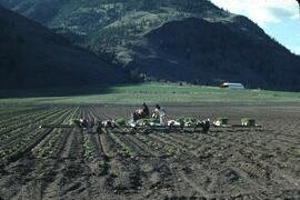 Planting tomatoes in Keremeos