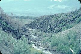Logged area next to stream at Kravac Creek