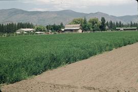 Alfalfa crop near Grand Forks