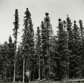Typical Black Spruce form associated with poorly drained saucer shaped terrain, Prince George Airport Road