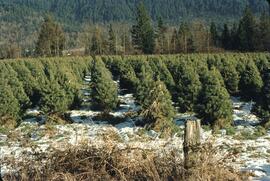 Christmas tree farm in Hatzic Valley